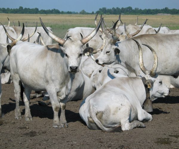 Hungarian_Grey_Cattle