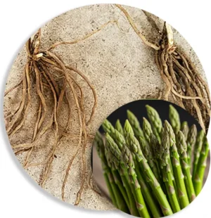 Aspalim F1 Spárga Magonc