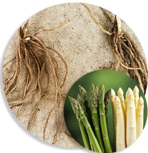 Backlim F1 Spárga Magonc